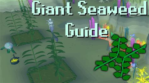 Offer Price. . Osrs giant seaweed calc